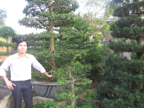 Thu nhập cao từ cây cảnh
